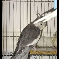 عروس هلندی گمشده|حیوانات|ایرانشهر, |دیوار