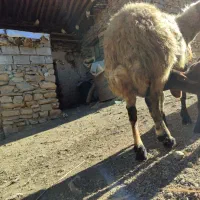 گوسفند و بره (مروبرخ) جوان داشت|حیوانات مزرعه|مریوان, |دیوار