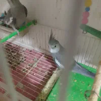 جفت عروس هلندی مولد و اماده تخم گزاری  واتفیس