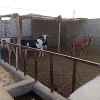 گاوداری فروشی