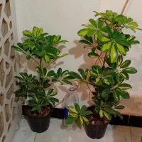 ح ر ا ج|حراج|خرمآباد, |دیوار