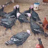 فروش بوقلمون سالم وسرحال|حیوانات مزرعه|شریفآباد, |دیوار