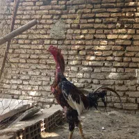 مرغ وخروس لاری