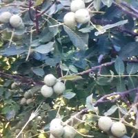 باغ گردو