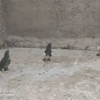 کفتر