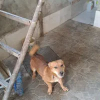 سگ با ادب|سگ|گرگان, |دیوار