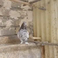 کل قهوئی دم سبز