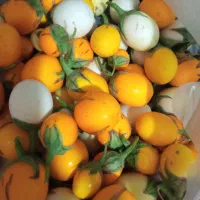 بذر بادمجان تخم مرغی و ...|حراج|اهواز, شهرک دانشگاه|دیوار