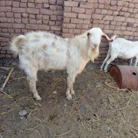 نربز وبزقاله وبز ابستن