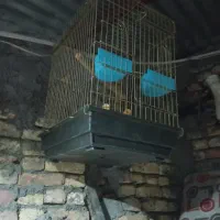 فروش قفسه پرنده|لوازم جانبی حیوانات|لاران, |دیوار