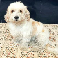 سگ شیتزو رایگان