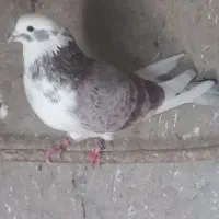 کفتر پرشی کسی خواست درخدمتم