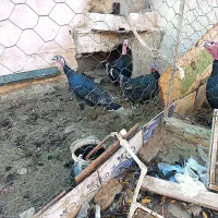 فروش تعدادی غاز وبوقلمون ،خرگوش لپوغیره