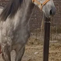 شاهان پسر ذوالجناح