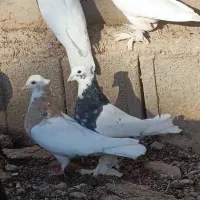 دو جفت شازده هفرنگ  فقط ۲۵۰۰|پرنده|شیراز, باغشهر اهل بیت|دیوار