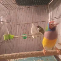 فنچ گلدین|پرنده|قم, شهرک توانیر|دیوار