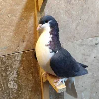 کبوتر شهری|پرنده|نی‌ریز, |دیوار