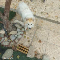 اشپیتز پامرنین