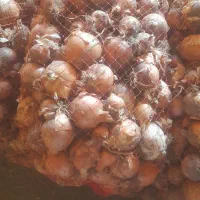 ۲۰پیاز|خوردنی و آشامیدنی|سبزوار, قاضی زاد|دیوار