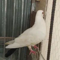 دم سیاه