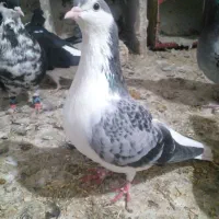 کفتر ماده مگسی