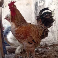 مرغ و خروس برهما و محلی