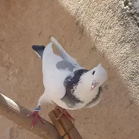 پرنده|پرنده|قره چای, |دیوار