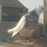 کفتر طوقی ماده|پرنده|فولادشهر, A6|دیوار