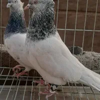 کبوتر      پاکدشت  مامازن