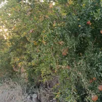 باغ|فروش زمین و ملک کلنگی|برخوار, |دیوار