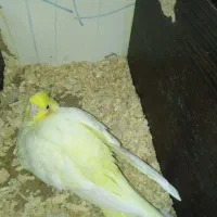 جفت عروس با تخم و جوجه (ارسال به مشهد هم دارم)|پرنده|گلبهار, شهر جدید گلبهار|دیوار