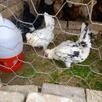 مرغ تخمگذار محلی گلین|حیوانات مزرعه|قصرشیرین, |دیوار