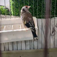 سهره جفت