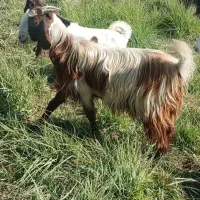 بز افغانی|حیوانات مزرعه|کرخه, |دیوار