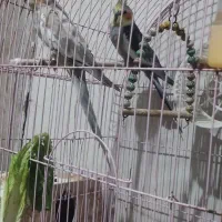 عروس هلندی جفت  بالغ|پرنده|لاهیجان, کوی زمانی|دیوار