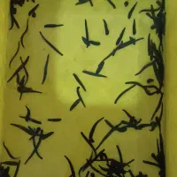 زالو طبی|آرایشی، بهداشتی، درمانی|تربت جام, میان جام|دیوار