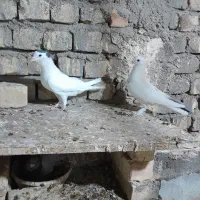 کفتر نر پلاس