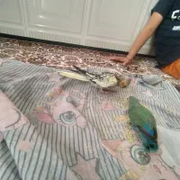 گم شده|پرنده|ملایر, |دیوار