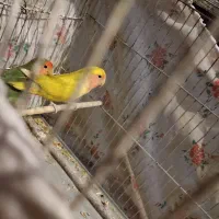 یک جفت طوطی کوتوله صورت هلویی|پرنده|فسا, |دیوار