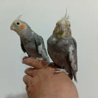 طوطی|پرنده|فیرورق, |دیوار