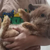 حراج بچه خرگوش لوپ اصیل و بسیار اهلی وباهوش|موش و خرگوش|دزفول, |دیوار