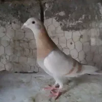 کفتر