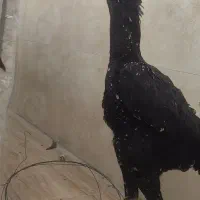 خروس لاری اوشامو یه تیغ مشکی فول کیفیت