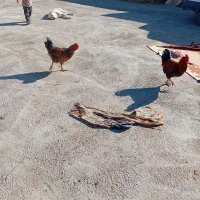 ۲۰ عدد|حیوانات مزرعه|افشار, |دیوار