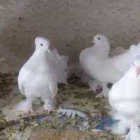 کبوتر پرپا سینه لرزان|پرنده|یزد, |دیوار