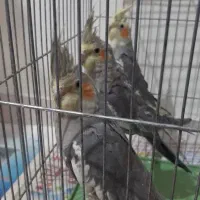 جوجه عروس هلندی