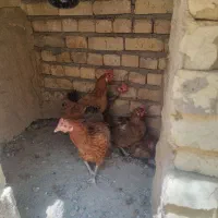 سلام  فروش ۸مرغ و یک خروس تخم گذار به شرط