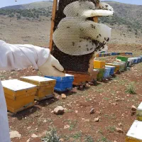 عسل طبیعی عوالان