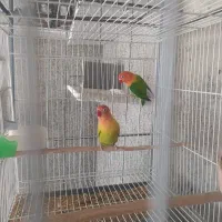 کوتوله|پرنده|سراوان, |دیوار