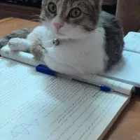 گربه ماده 7 ماهه